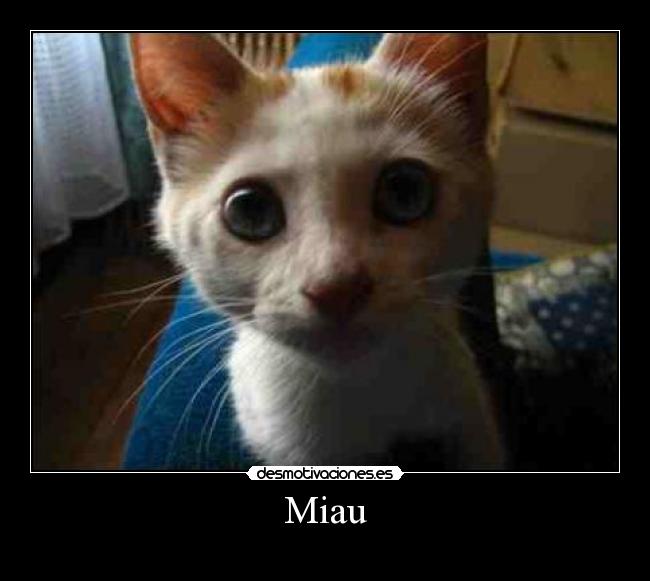 Miau -