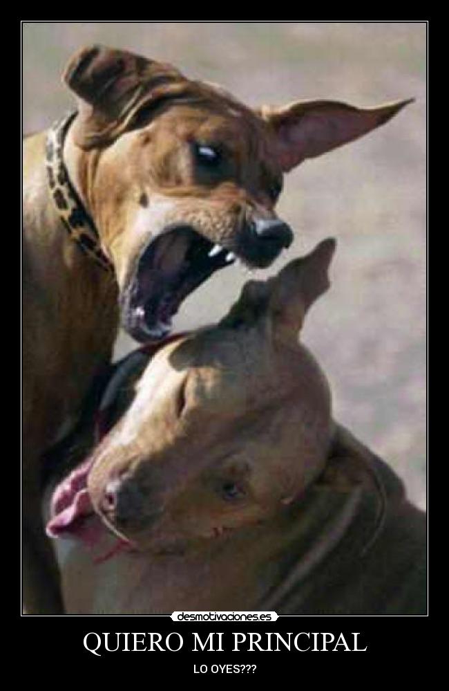 QUIERO MI PRINCIPAL - LO OYES???