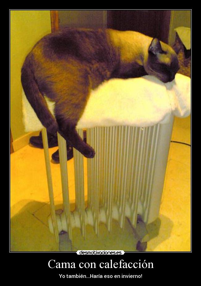 Cama con calefacción -