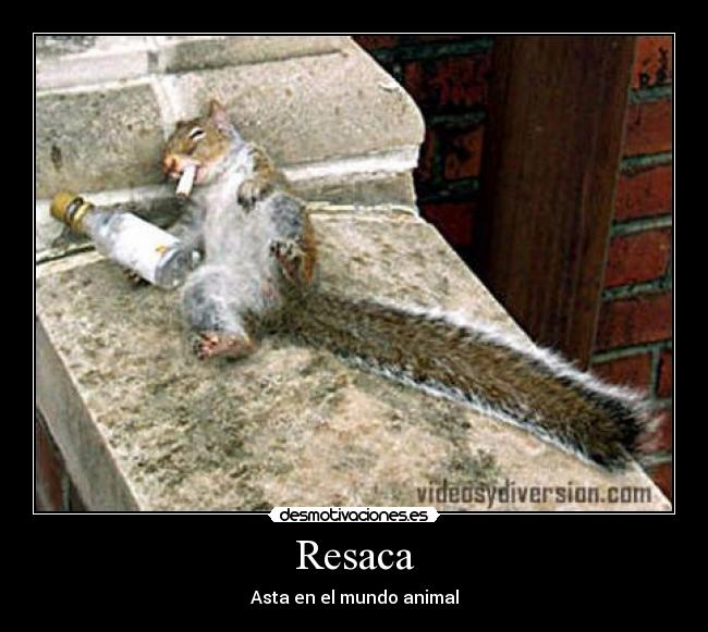 Resaca - Asta en el mundo animal