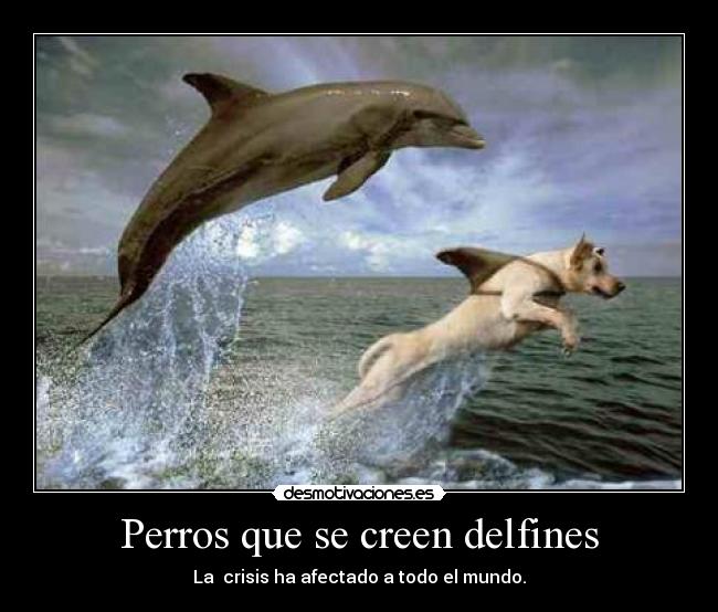 Perros que se creen delfines -
