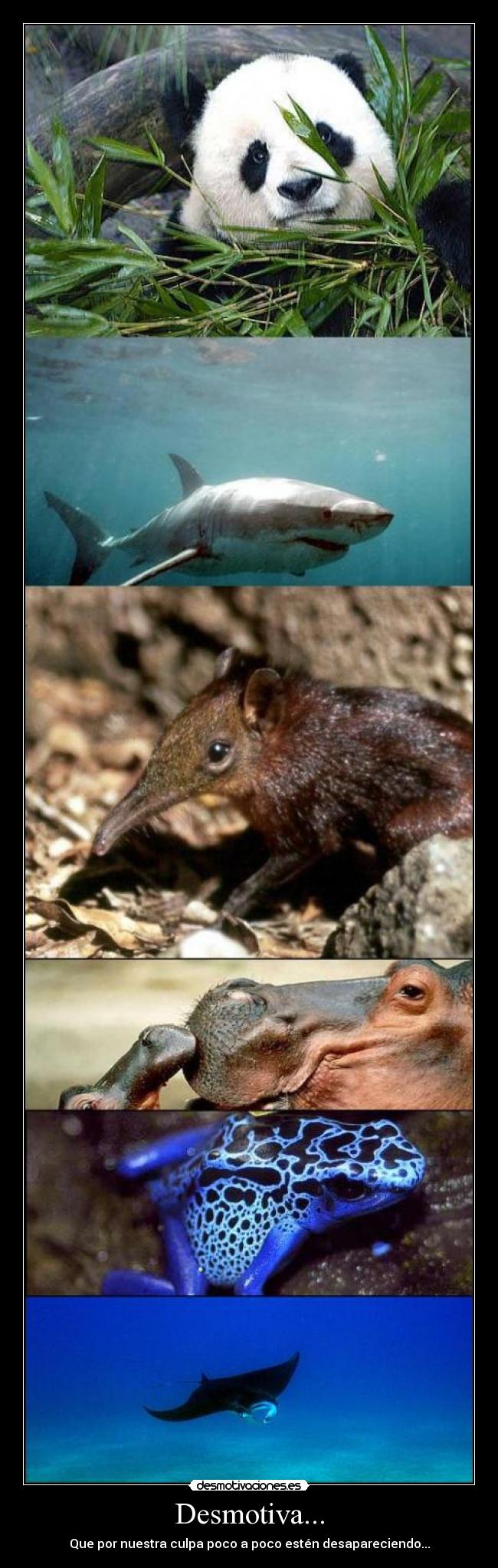 Desmotiva... - Que por nuestra culpa poco a poco estén desapareciendo...