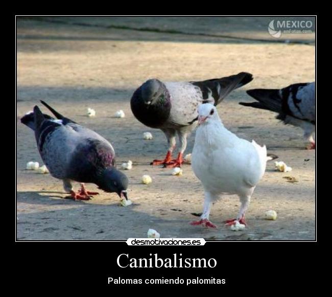 Canibalismo - Palomas comiendo palomitas