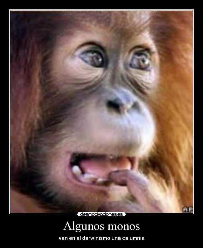 Algunos monos - ven en el darwinismo una calumnia