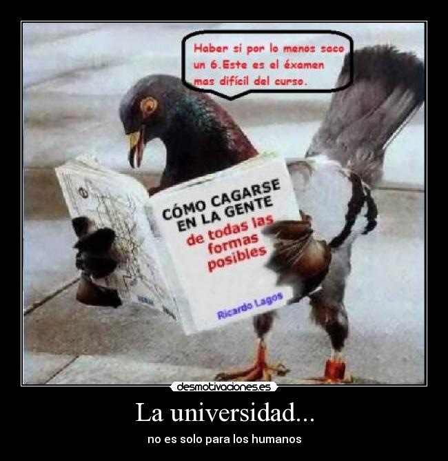 La universidad... -