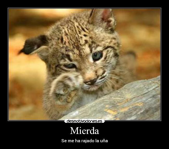 Mierda -
