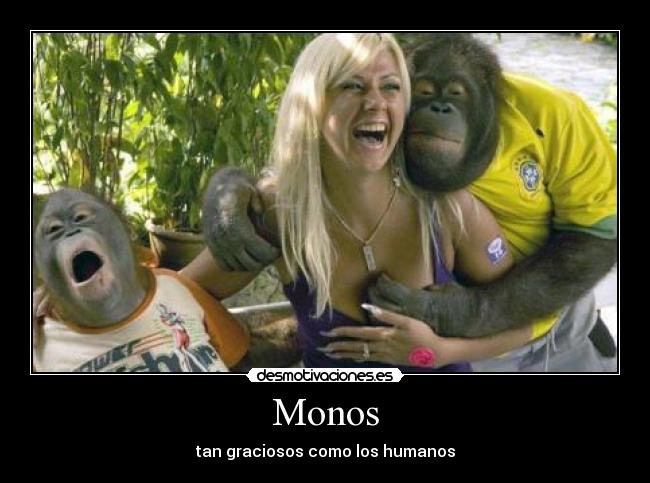 Monos - tan graciosos como los humanos