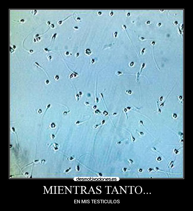MIENTRAS TANTO... - EN MIS TESTICULOS