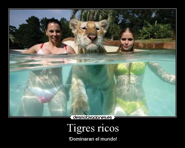 Tigres ricos - 