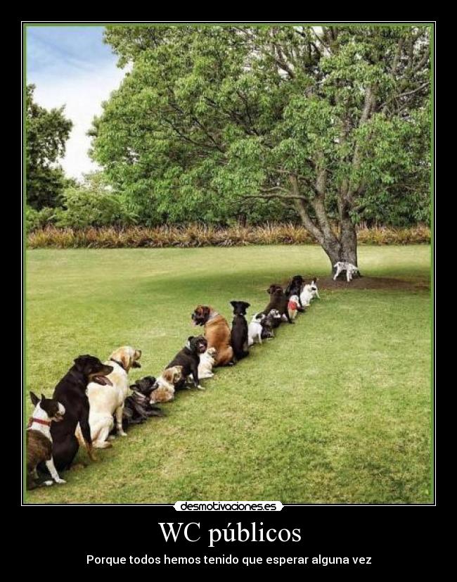 WC públicos -