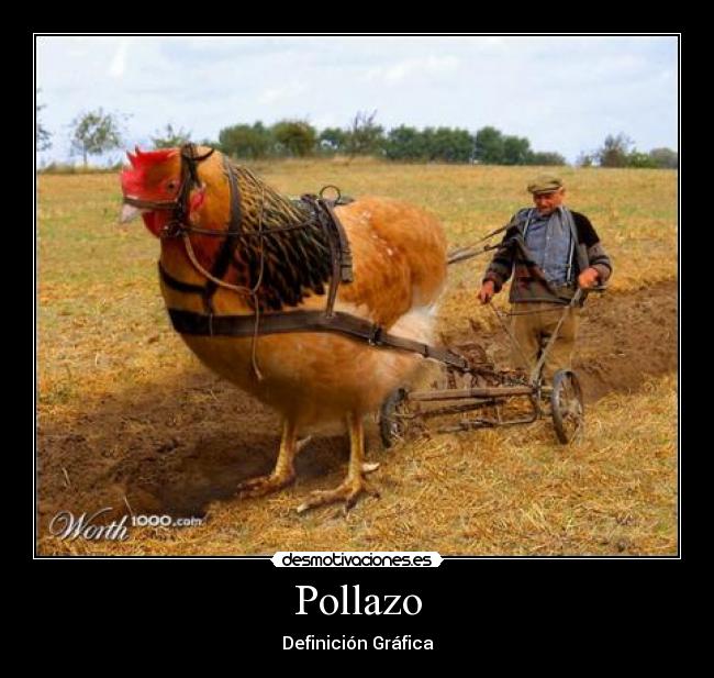 Pollazo - 
