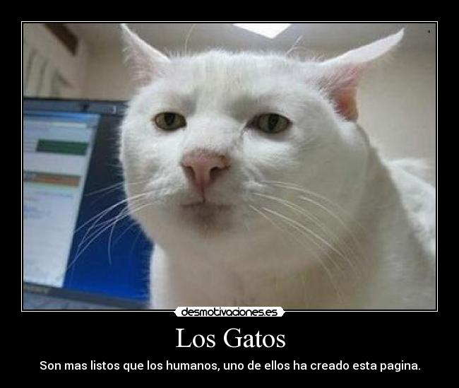 Los Gatos - 