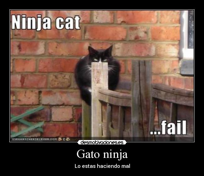 Gato ninja - Lo estas haciendo mal