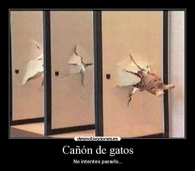 Cañón de gatos - No intentes pararlo...