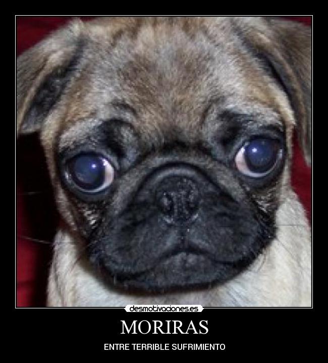 MORIRAS - ENTRE TERRIBLE SUFRIMIENTO