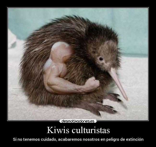 Kiwis culturistas - 