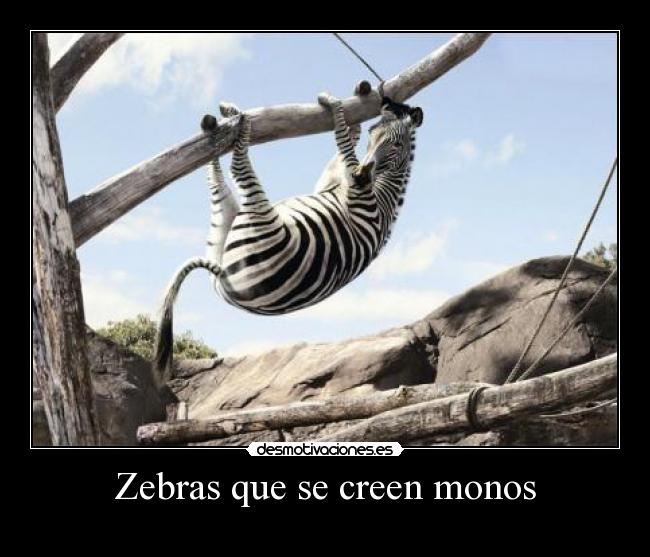 Zebras que se creen monos -
