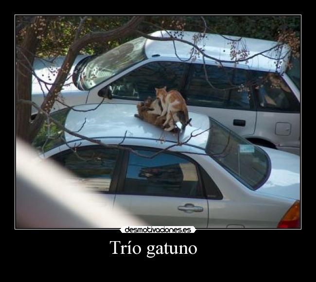 Trío gatuno -