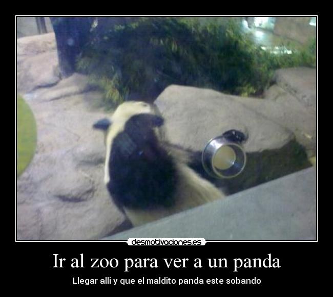 Ir al zoo para ver a un panda - Llegar alli y que el maldito panda este sobando