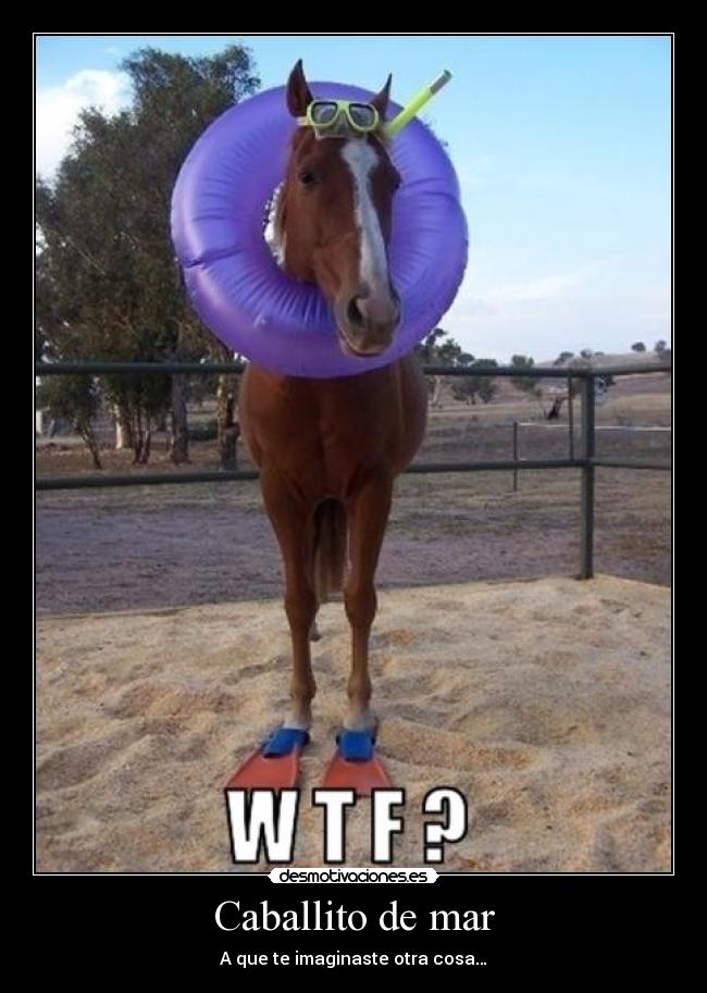 Caballito de mar - A que te imaginaste otra cosa…