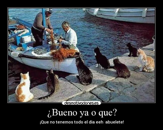 carteles gatos desmotivaciones