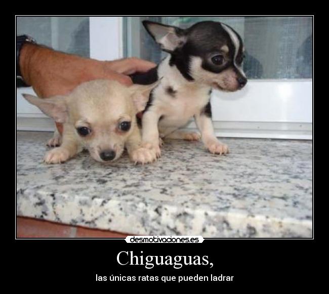 Chiguaguas, -