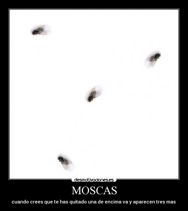 MOSCAS - cuando crees que te has quitado una de encima va y aparecen tres mas