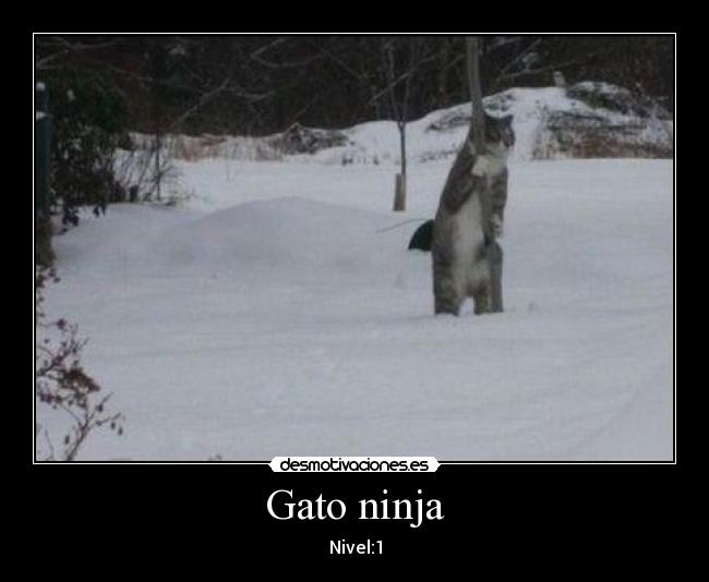 Gato ninja - Nivel:1
