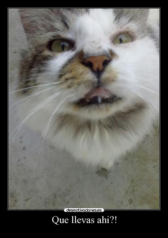 Que llevas ahi?! - 