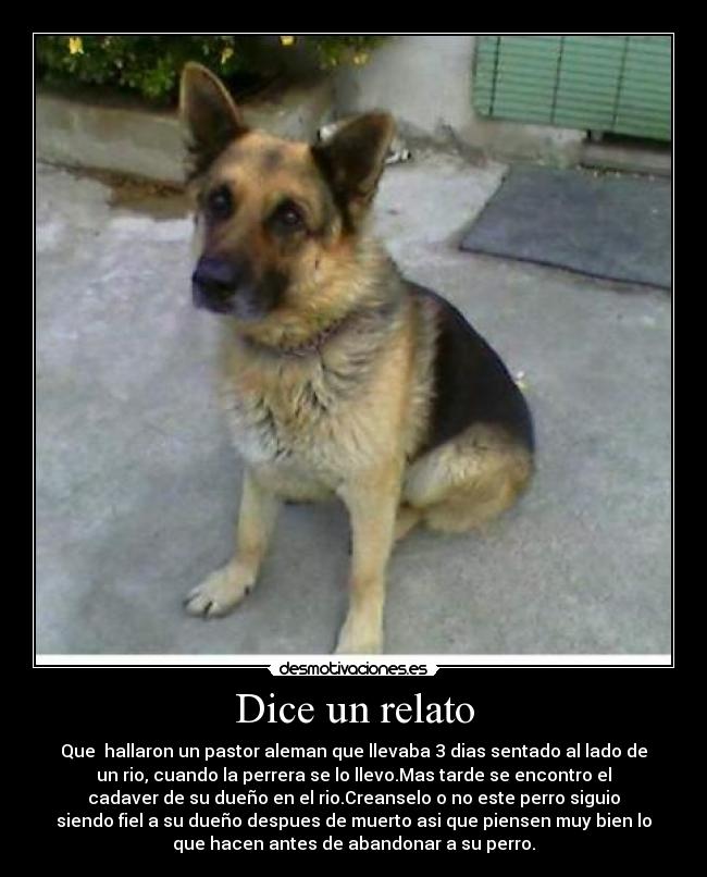 Dice un relato - Que  hallaron un pastor aleman que llevaba 3 dias sentado al lado de
un rio, cuando la perrera se lo llevo.Mas tarde se encontro el
cadaver de su dueño en el rio.Creanselo o no este perro siguio
siendo fiel a su dueño despues de muerto asi que piensen muy bien lo
que hacen antes de abandonar a su perro.