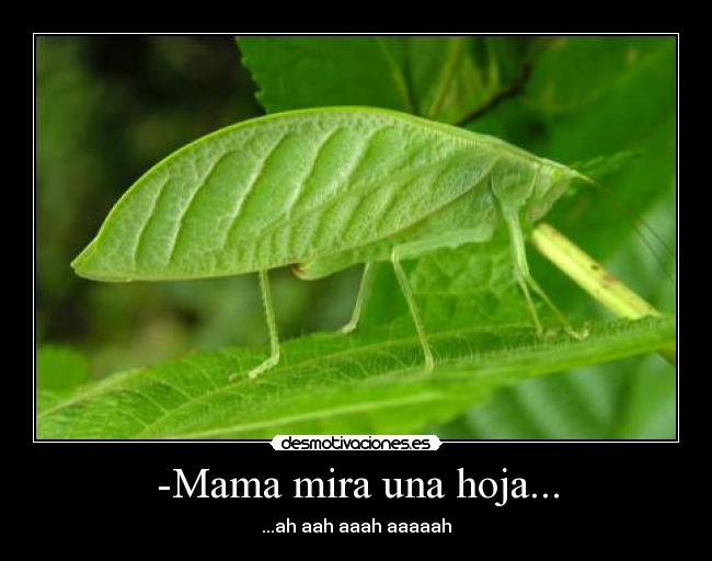 -Mama mira una hoja... - ...ah aah aaah aaaaah
