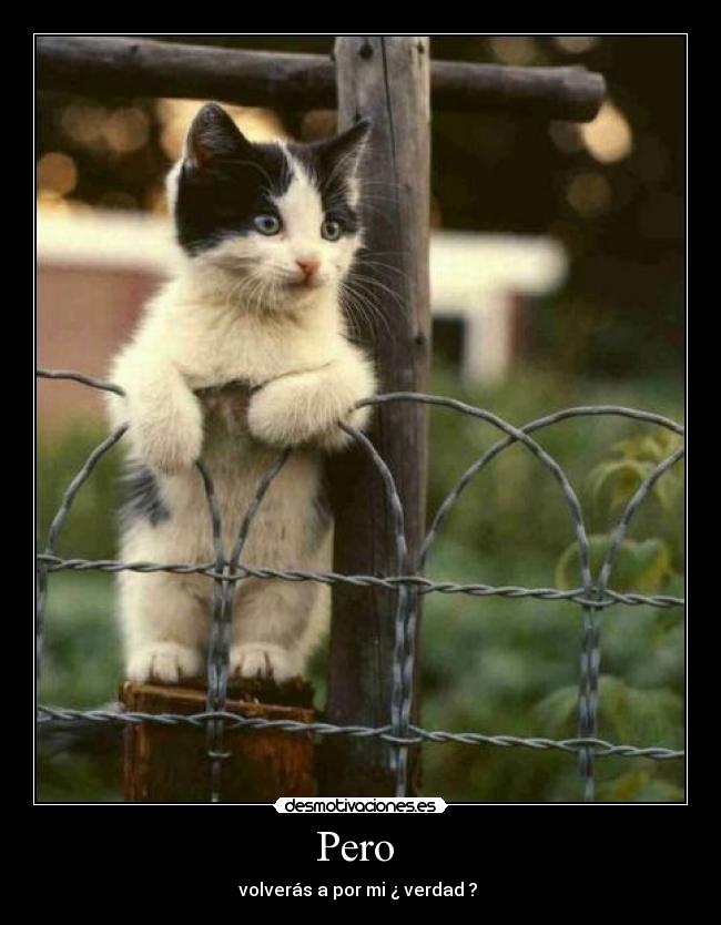 Pero  - volverás a por mi ¿ verdad ? 