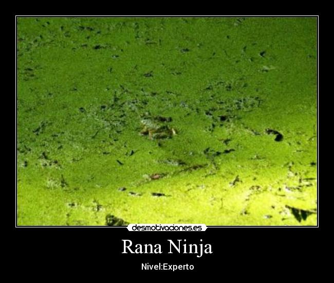 Rana Ninja -