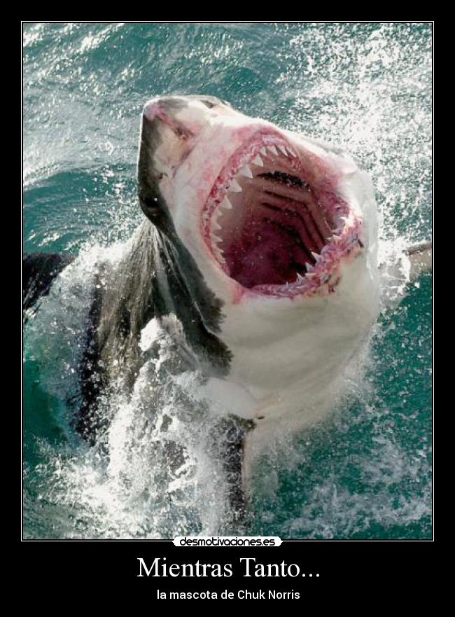 Mientras Tanto... - la mascota de Chuk Norris