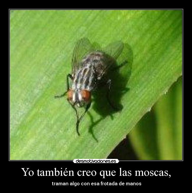 Yo también creo que las moscas, -