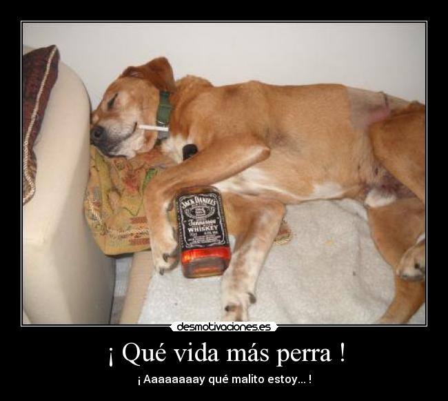 ¡ Qué vida más perra ! - ¡ Aaaaaaaay qué malito estoy... !