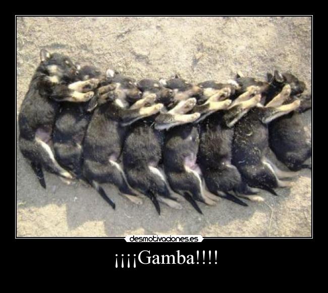 ¡¡¡¡Gamba!!!! - 