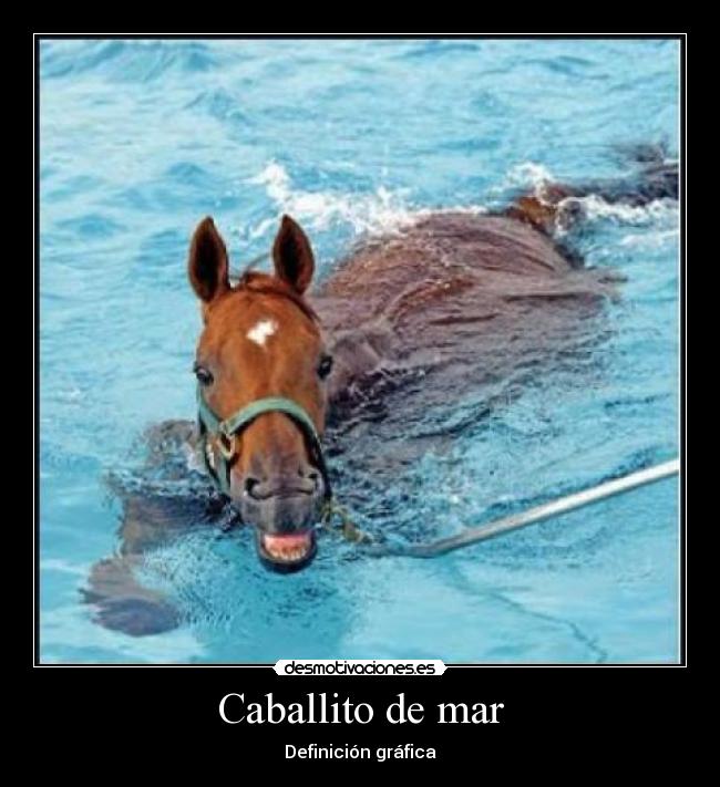 Caballito de mar -