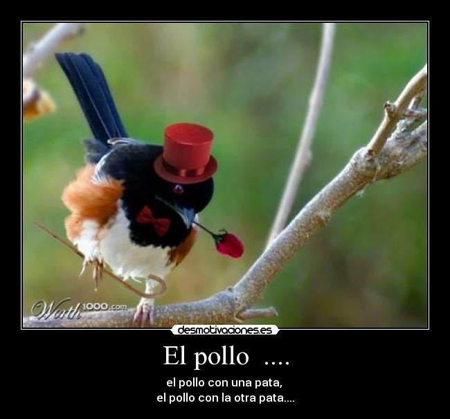 El pollo  .... - 