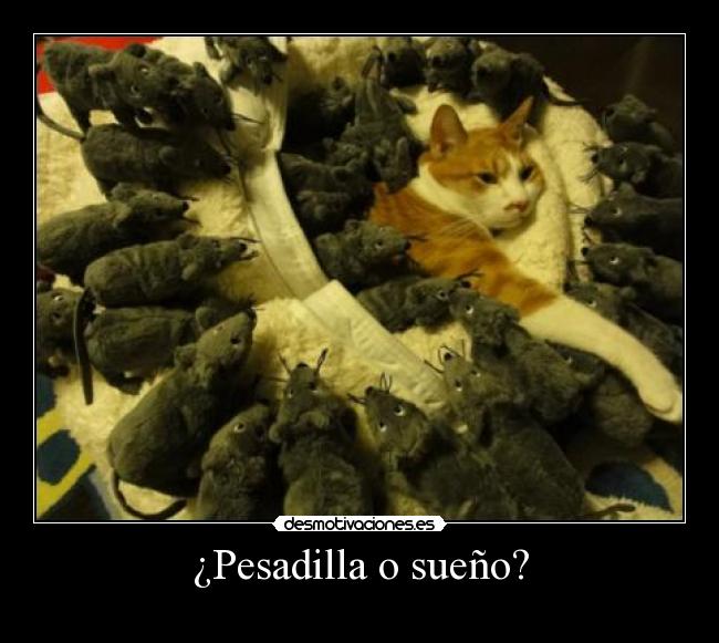 ¿Pesadilla o sueño? -