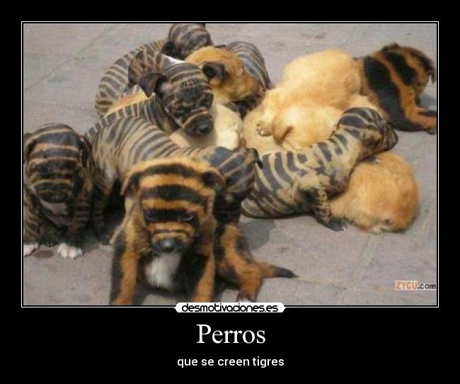 Perros - que se creen tigres