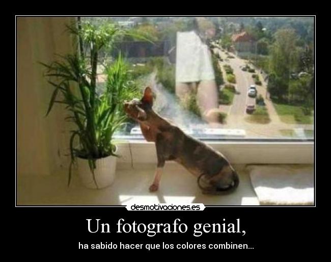 Un fotografo genial, - ha sabido hacer que los colores combinen...