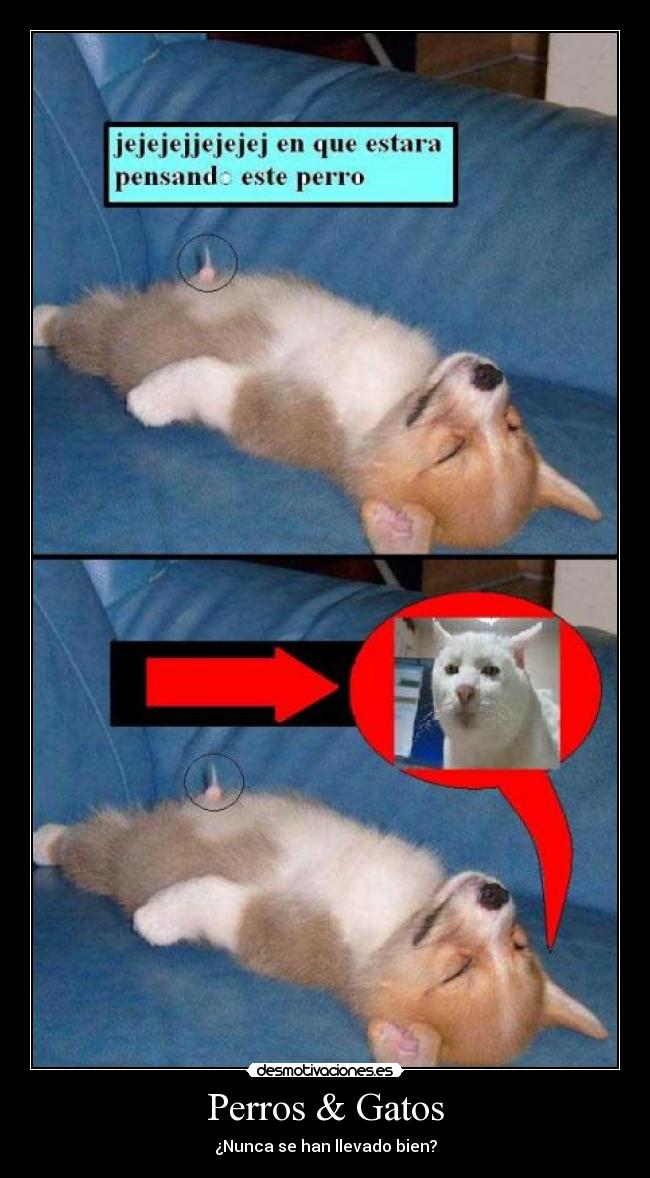 Perros & Gatos -