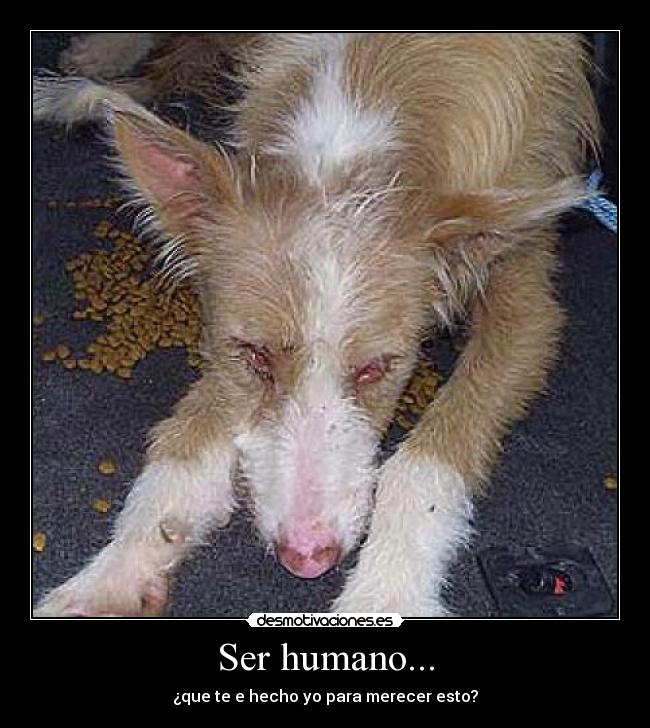 Ser humano... - ¿que te e hecho yo para merecer esto?