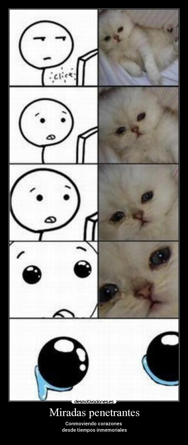 Miradas penetrantes - 
