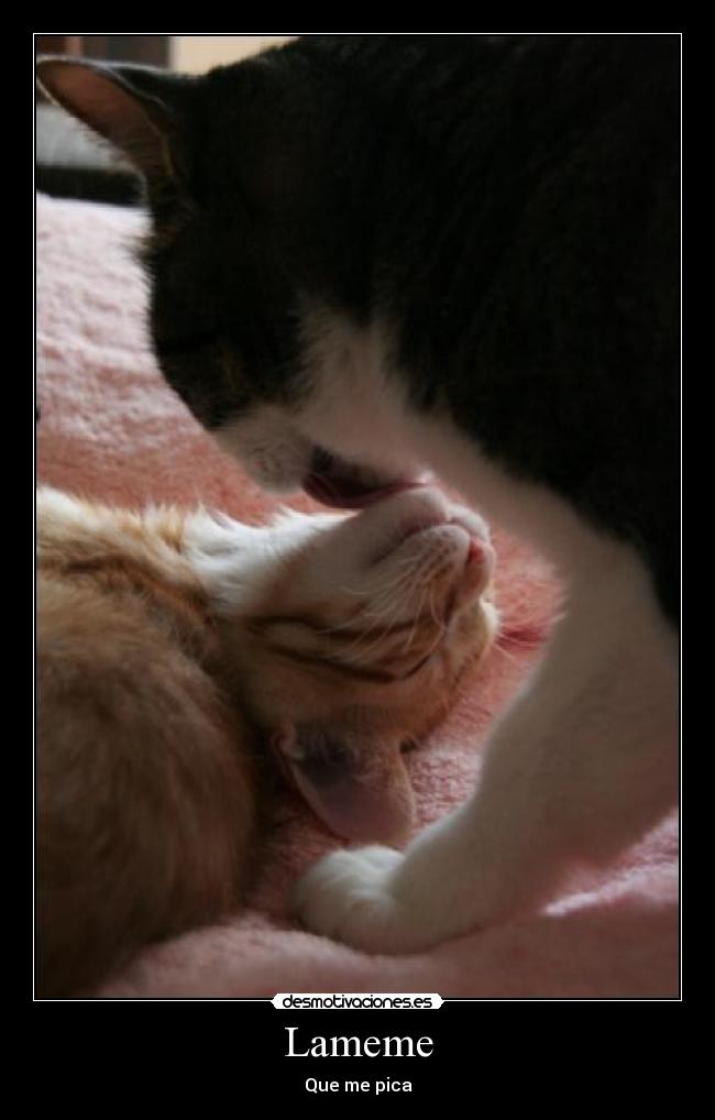 Lameme -