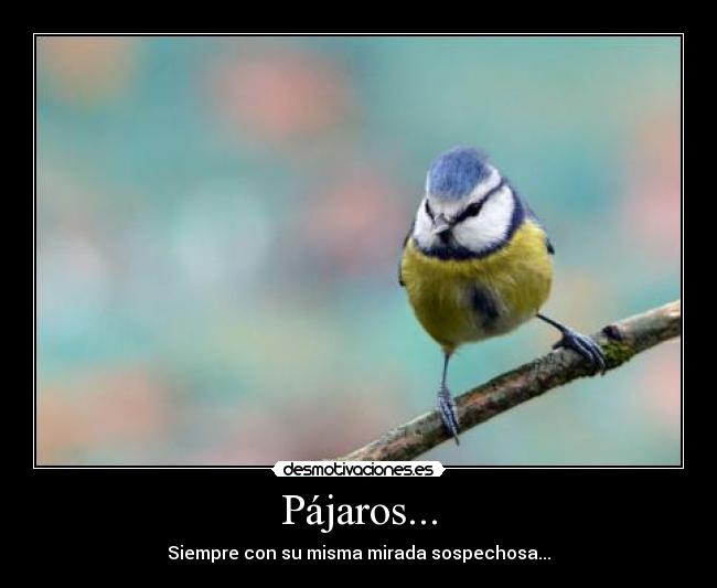 Pájaros... -