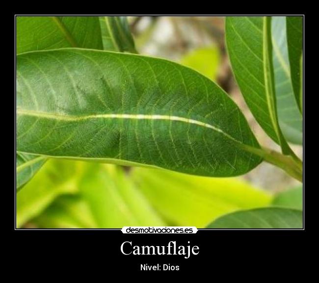Camuflaje - Nivel: Dios