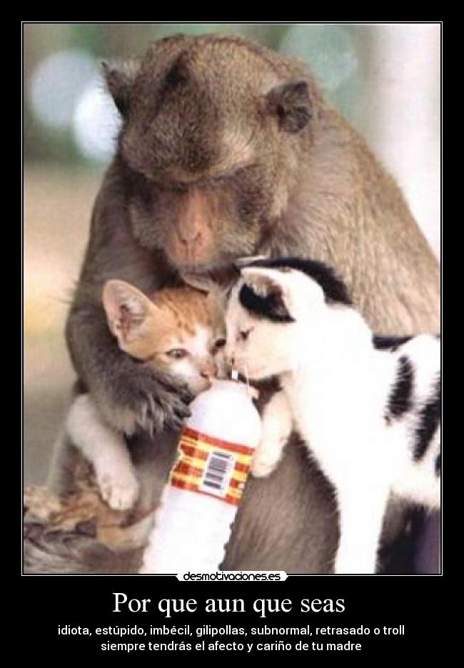 carteles afecto carino desmotivaciones