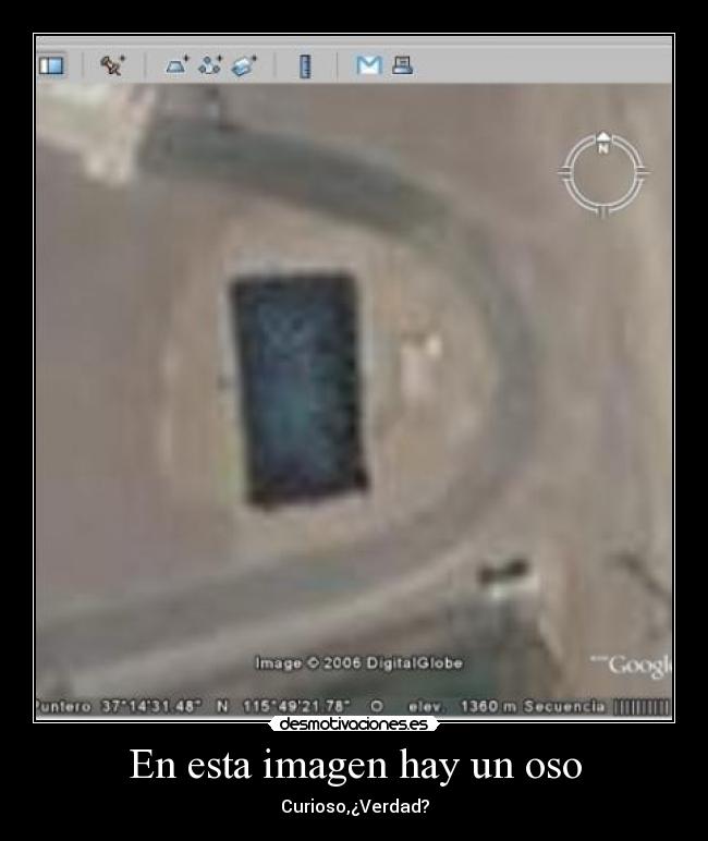 En esta imagen hay un oso - Curioso,¿Verdad?